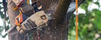 Best Tree Maintenance Programs  in Cache, OK