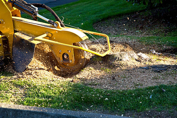 How Our Tree Care Process Works  in Cache, OK