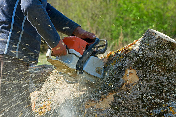 Leaf Removal in Cache, OK